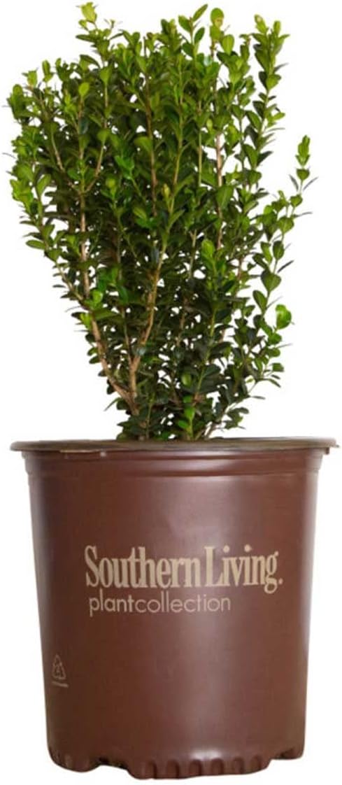 2.5 Quart Evergreen Shrub G9226