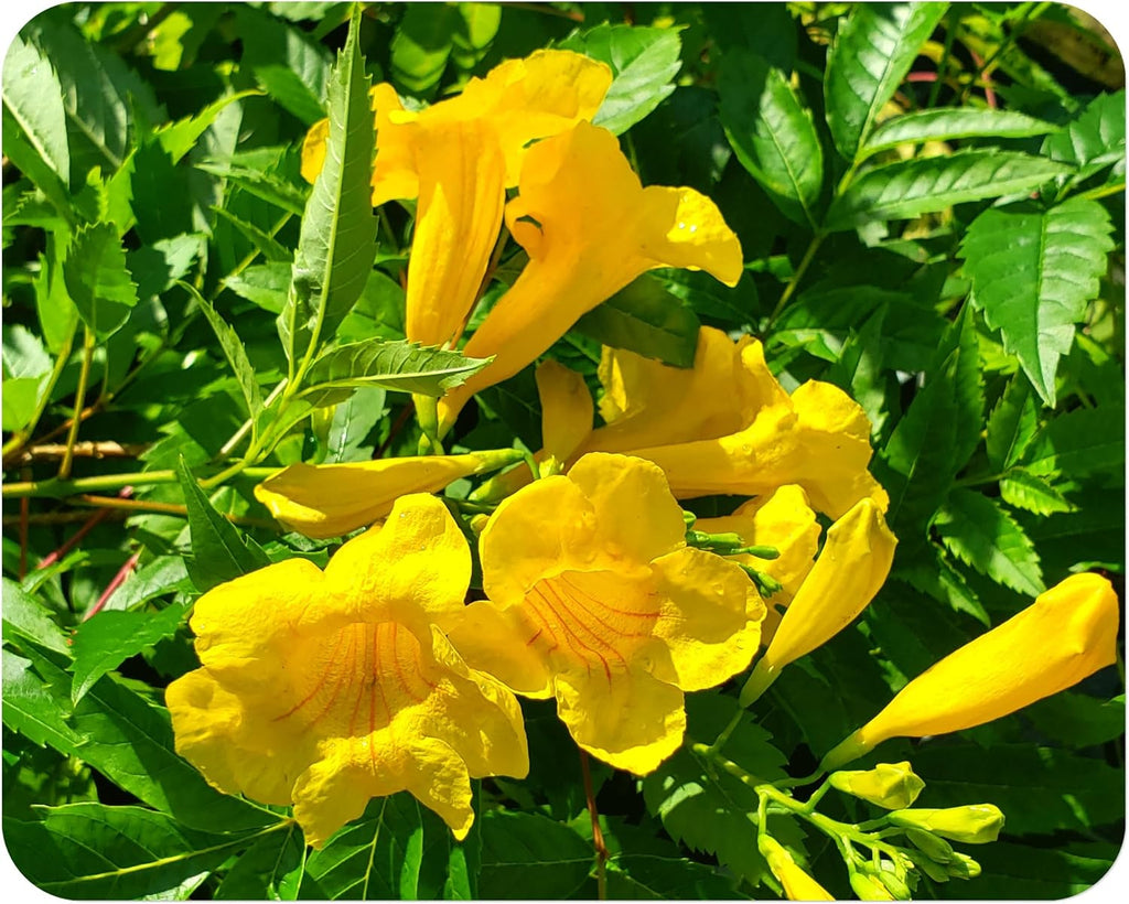 Yellow Bells Flower Live Plant Starter Size 4 Inch Pot Y523