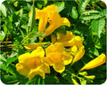 Yellow Bells Flower Live Plant Starter Size 4 Inch Pot Y523