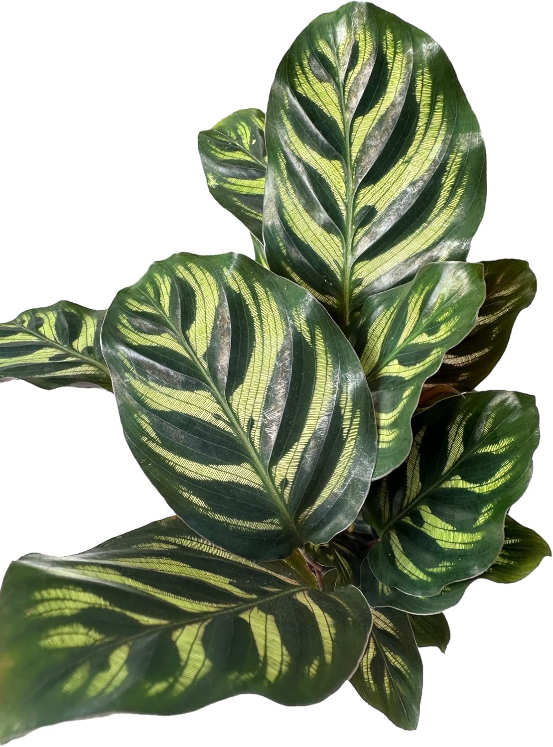 Calathea makoyana Live Houseplant in 4 inch Pot E294942
