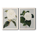 Camellia Japonica Framed Canvas H785776