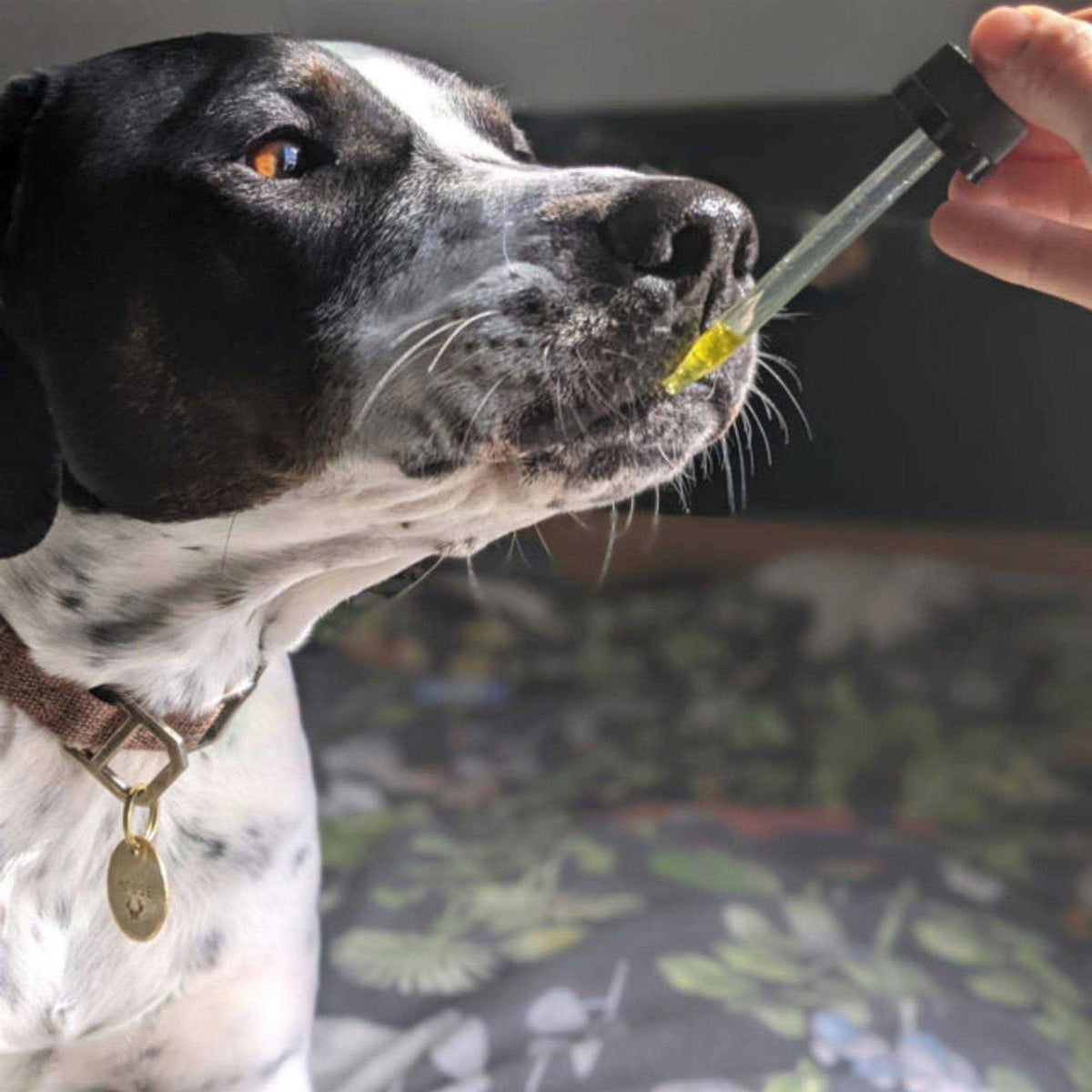 Hemp Oil for Dogs & Cats D5608