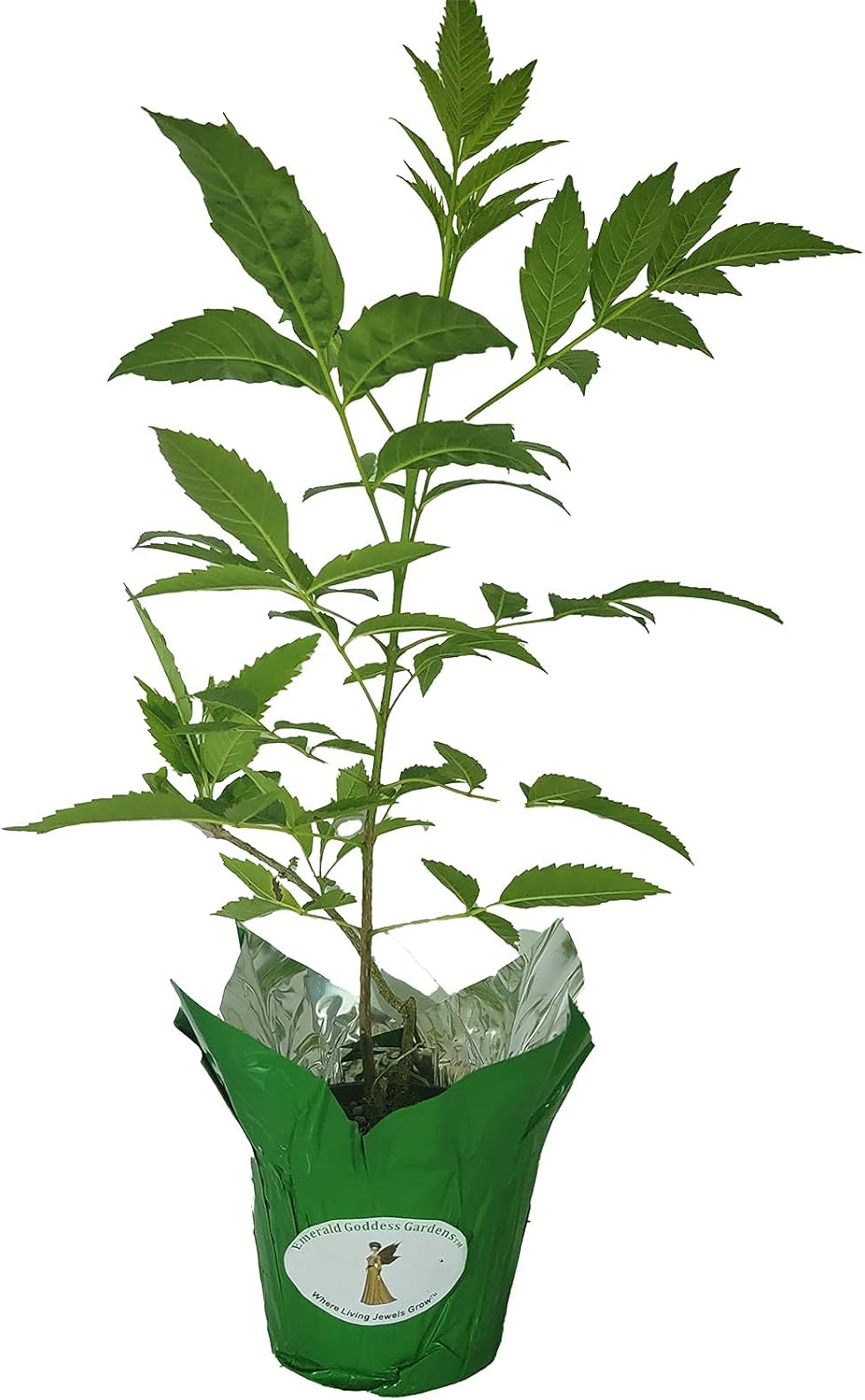 Yellow Bells Flower Live Plant Starter Size 4 Inch Pot Y523
