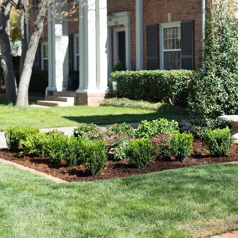 2.5 Quart Evergreen Shrub G9226