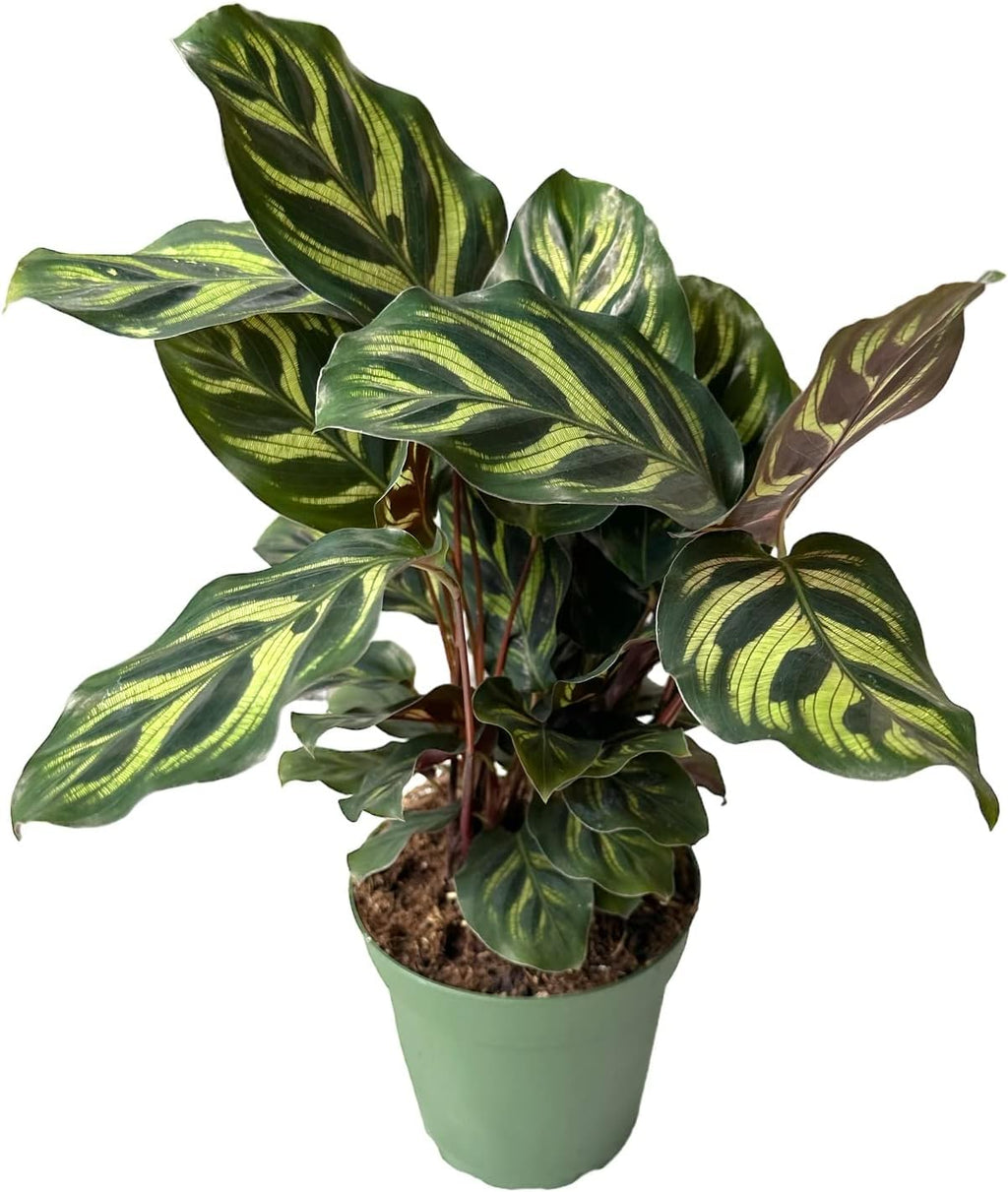 Calathea makoyana Live Houseplant in 4 inch Pot E294942