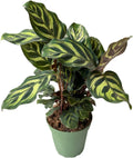 Calathea makoyana Live Houseplant in 4 inch Pot E294942