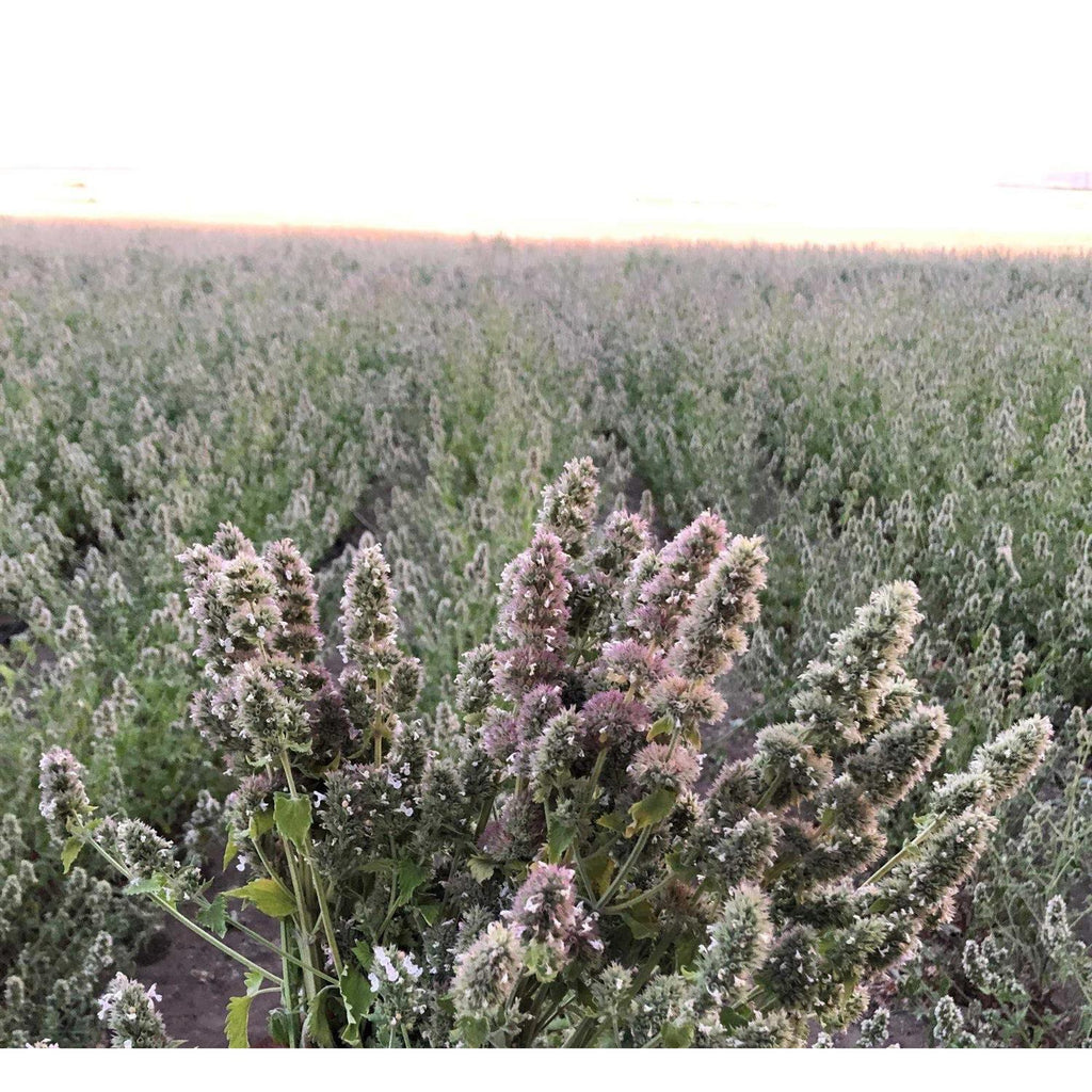 Catnip Buds 4 OZ Bag F550