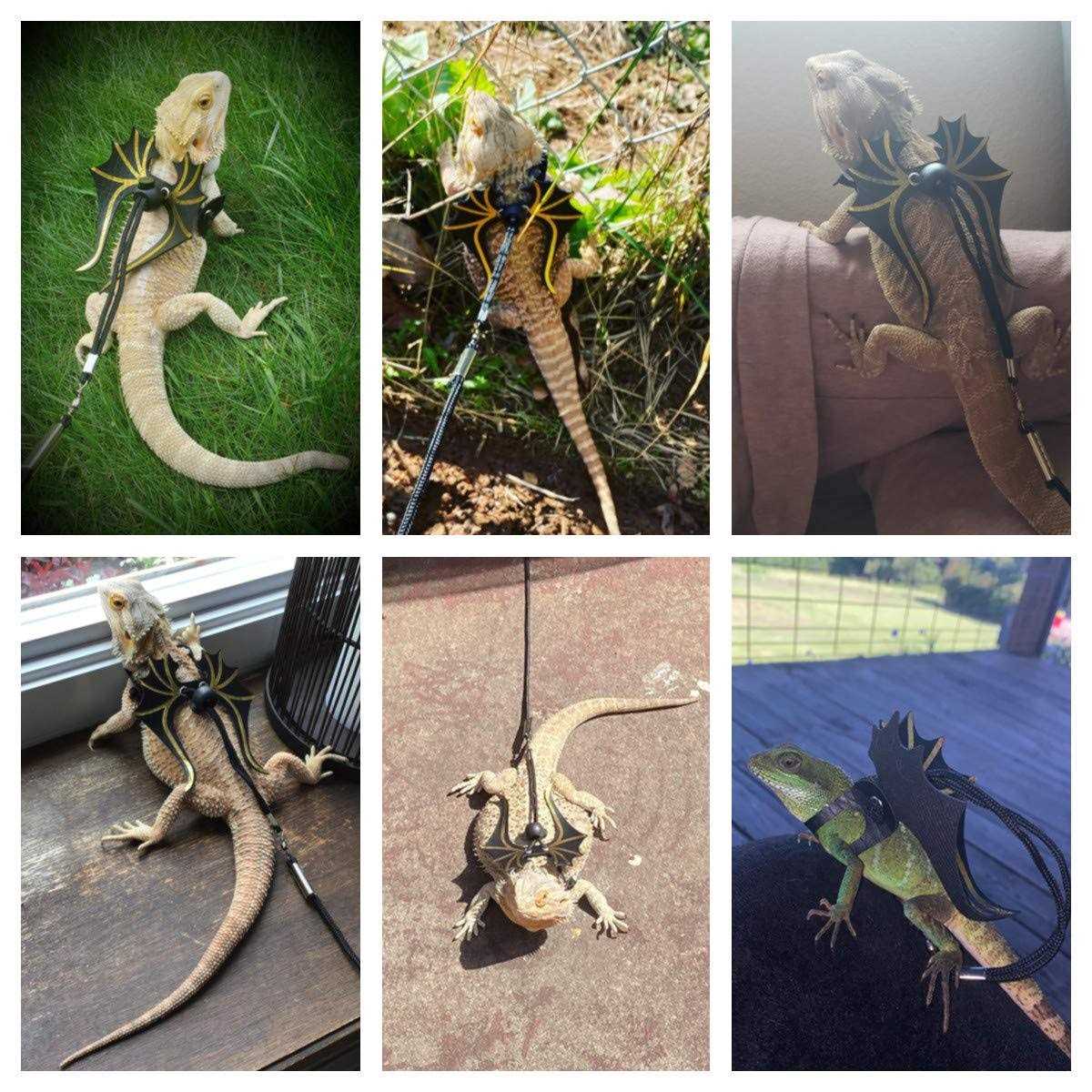 Bearded Dragon Lizard Harness Leash 3 Size Pack A184343