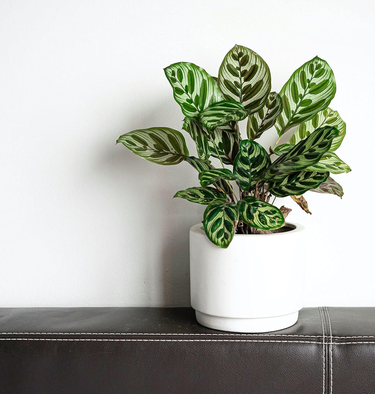 Calathea makoyana Live Houseplant in 4 inch Pot E294942
