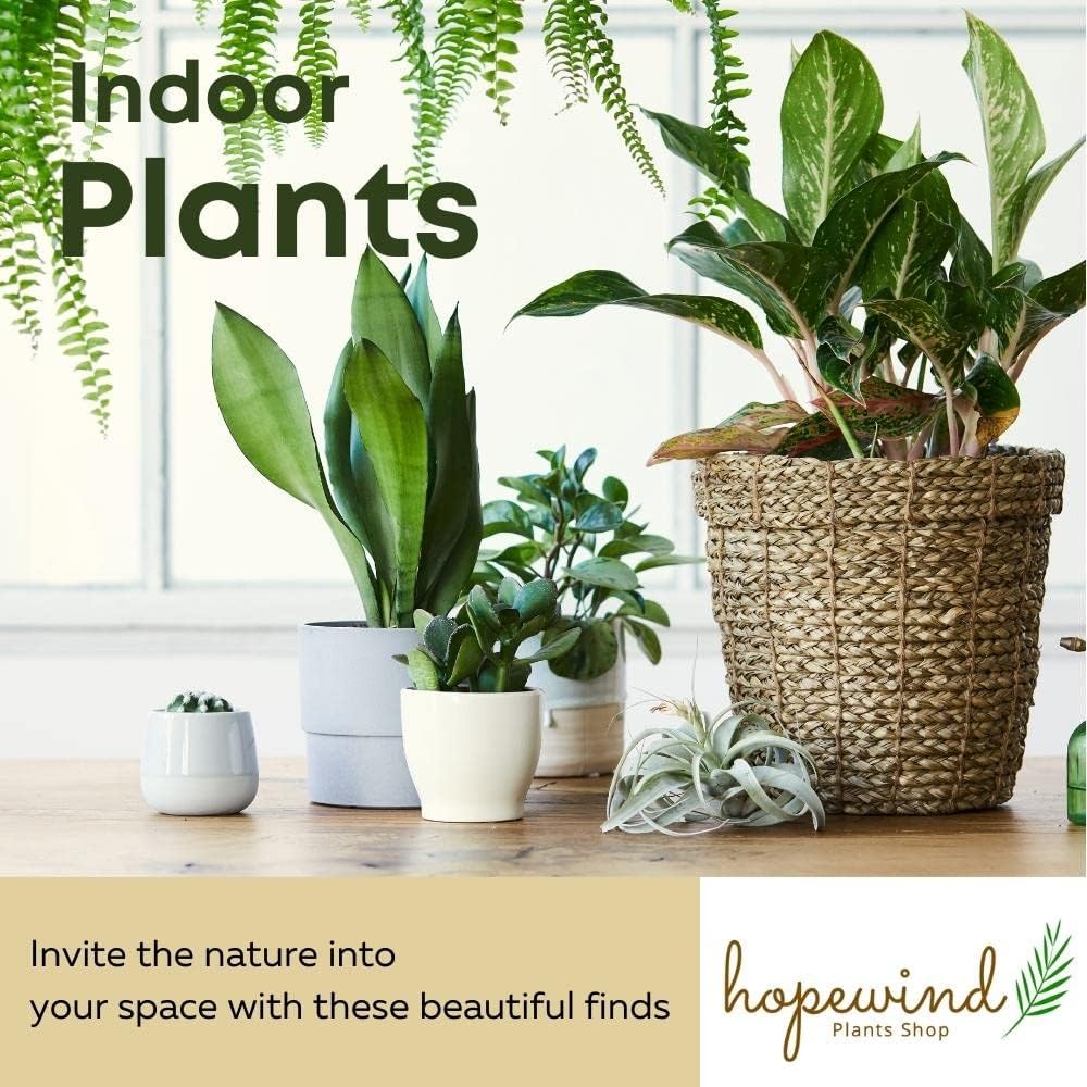 Calathea makoyana Live Houseplant in 4 inch Pot E294942