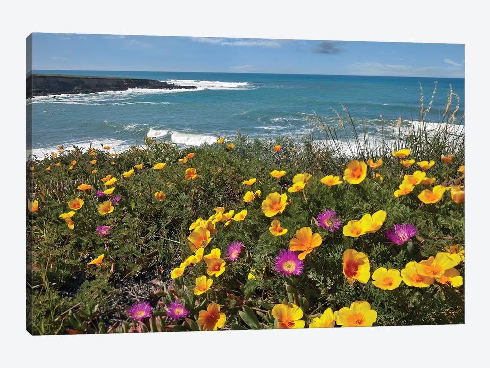 California Poppy and Iceplant Print on Canvas Art M802973