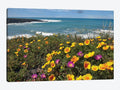 California Poppy and Iceplant Print on Canvas Art M802973
