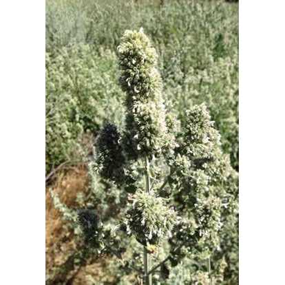Catnip Buds 4 OZ Bag F550