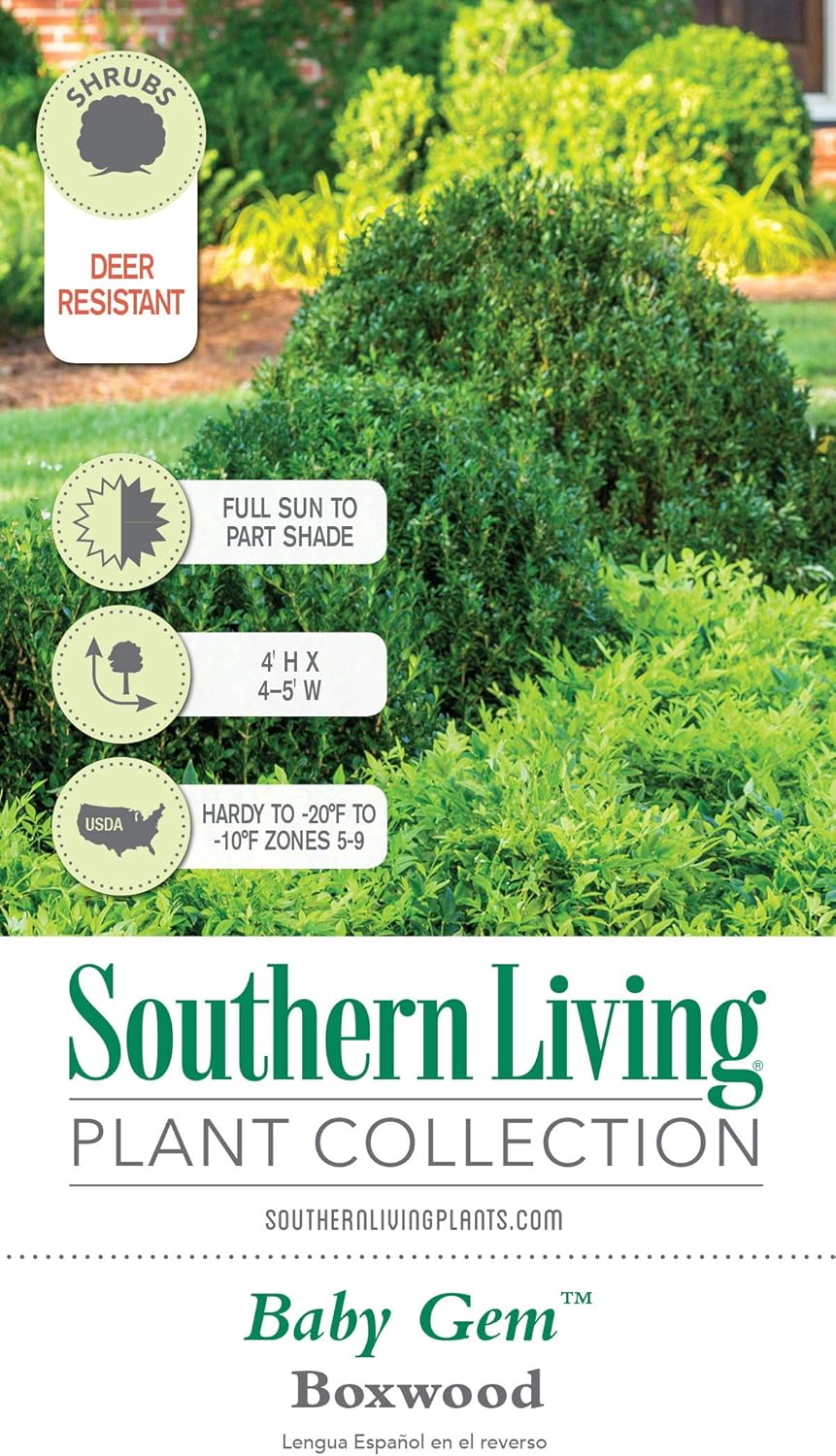 2.5 Quart Evergreen Shrub G9226