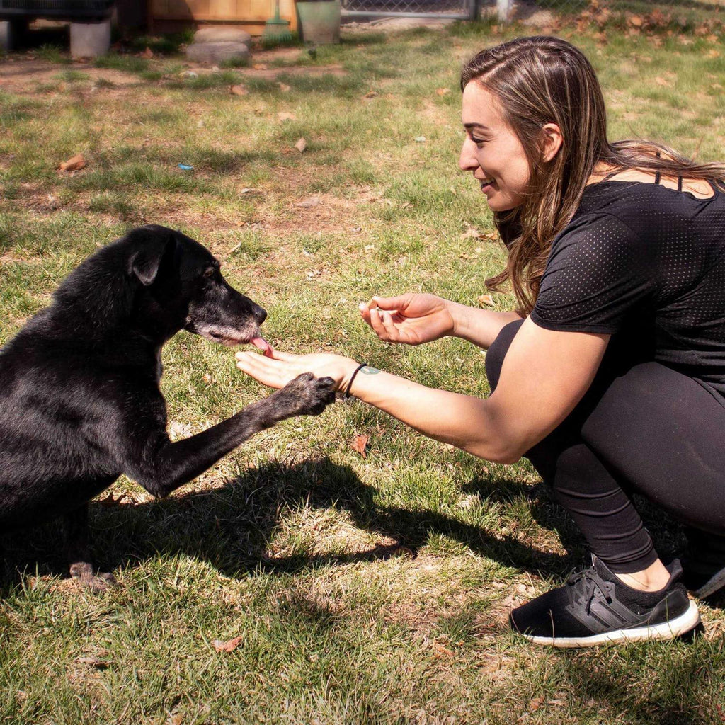 Probiotic Soft Chew Supplement for Dogs V269