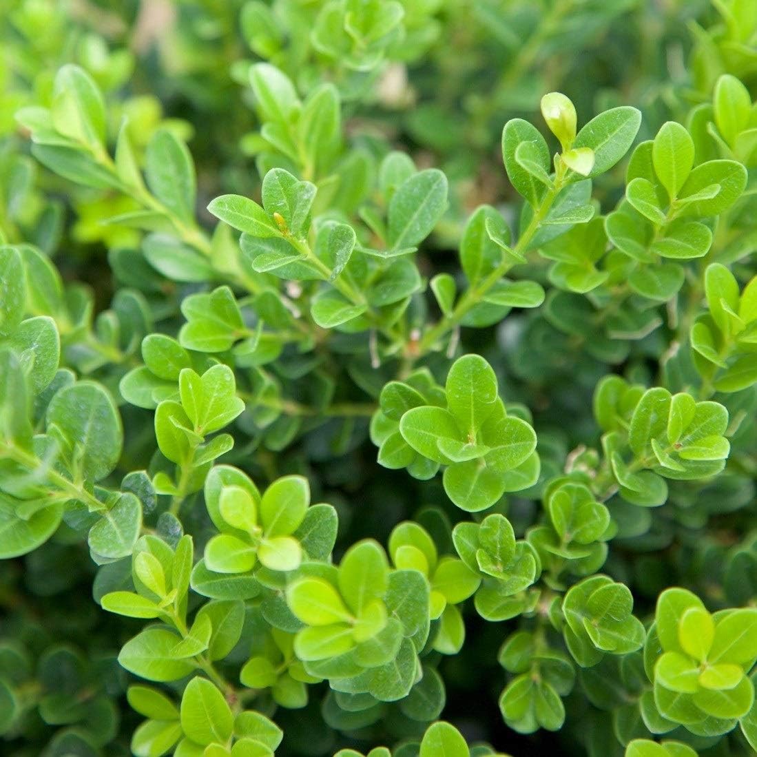 2.5 Quart Evergreen Shrub G9226