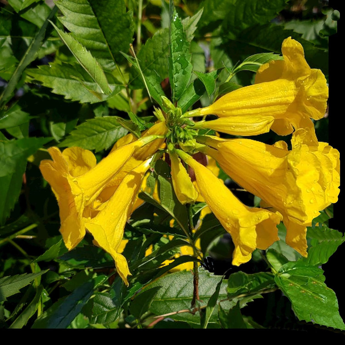 Yellow Bells Flower Live Plant Starter Size 4 Inch Pot Y523