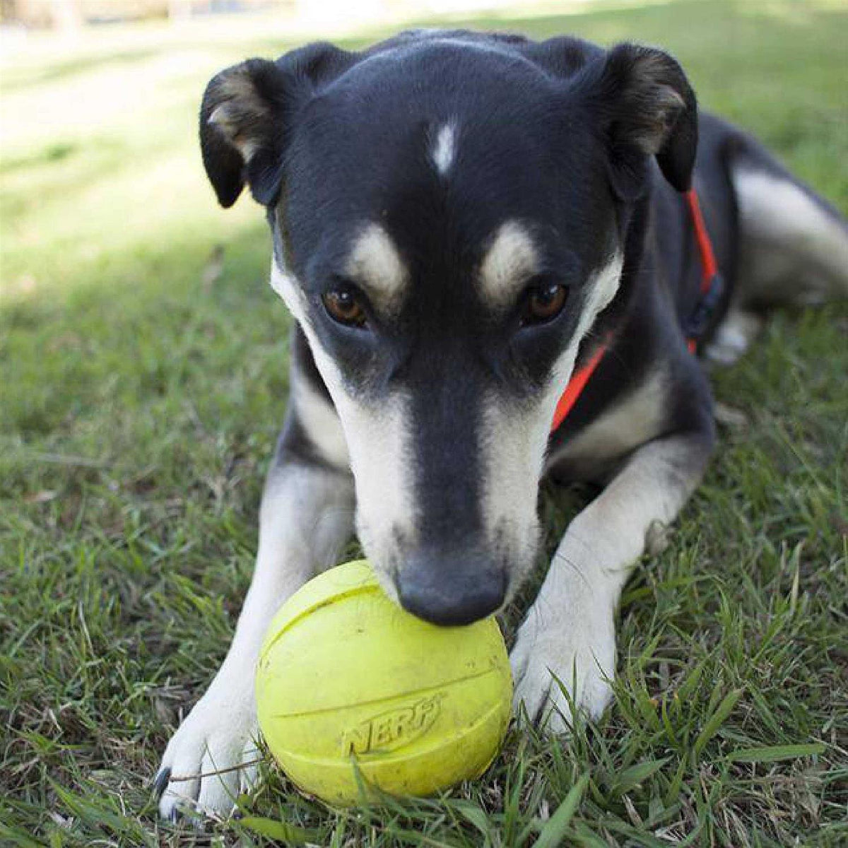 Dog Ball Dog Toy H4514