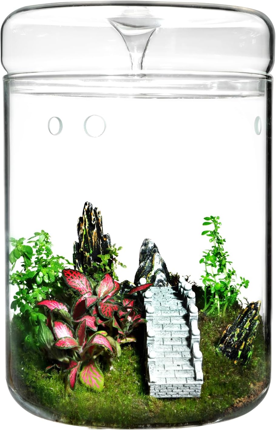 Glass Plant Terrarium – 4.7 x 7 in Small Glass Planter with Lid G8801