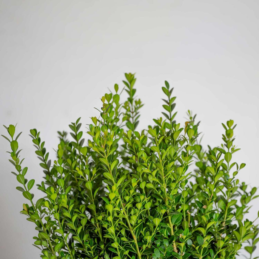 2.5 Quart Evergreen Shrub G9226