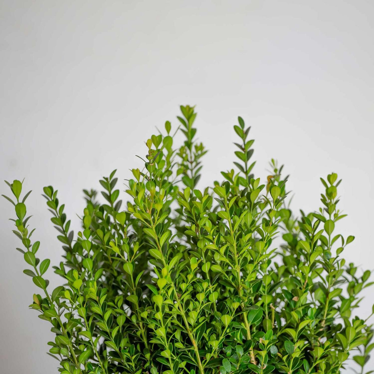 2.5 Quart Evergreen Shrub G9226