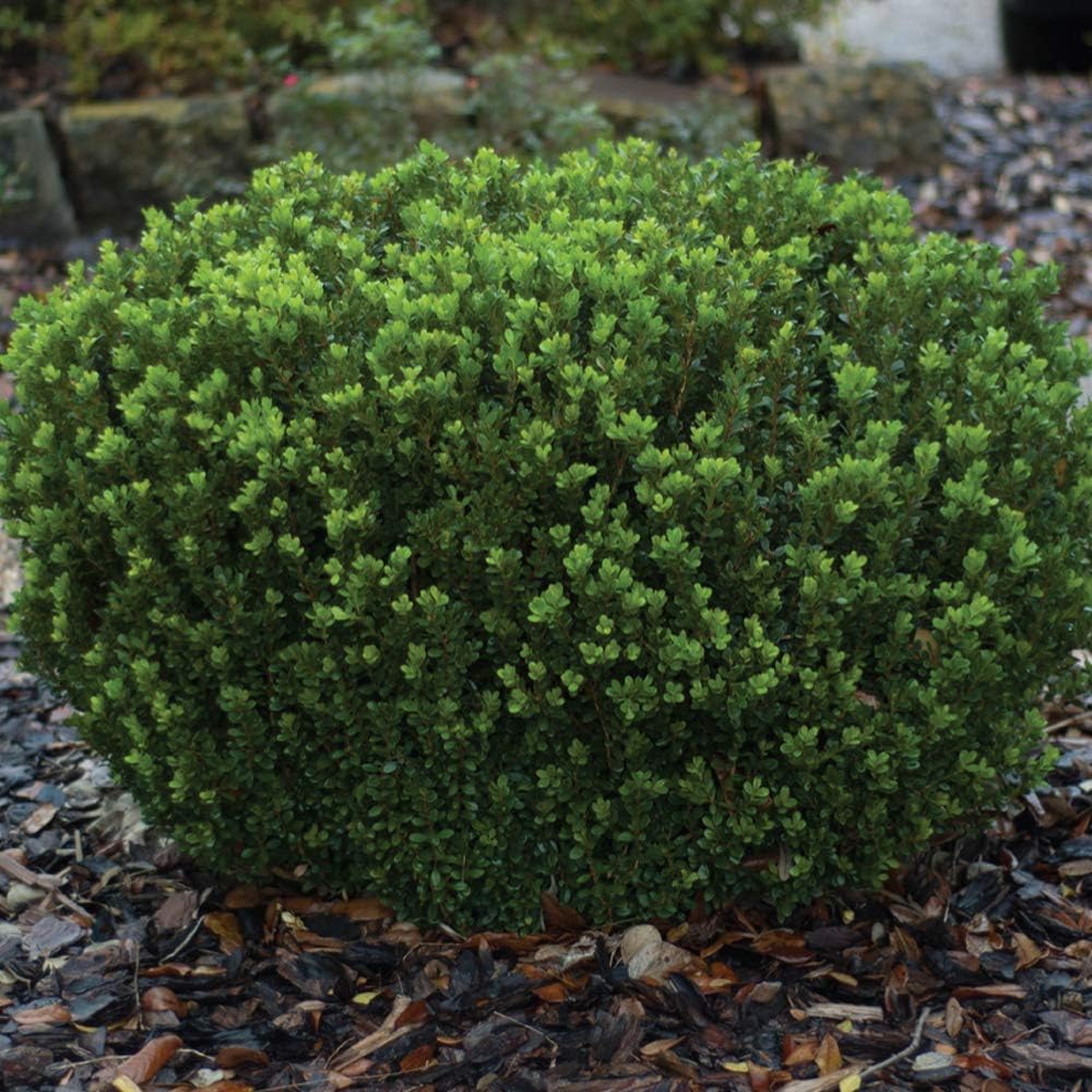 2.5 Quart Evergreen Shrub G9226