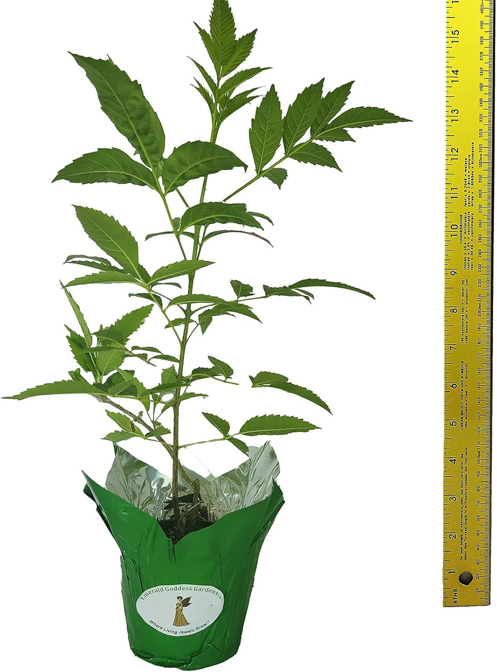 Yellow Bells Flower Live Plant Starter Size 4 Inch Pot Y523