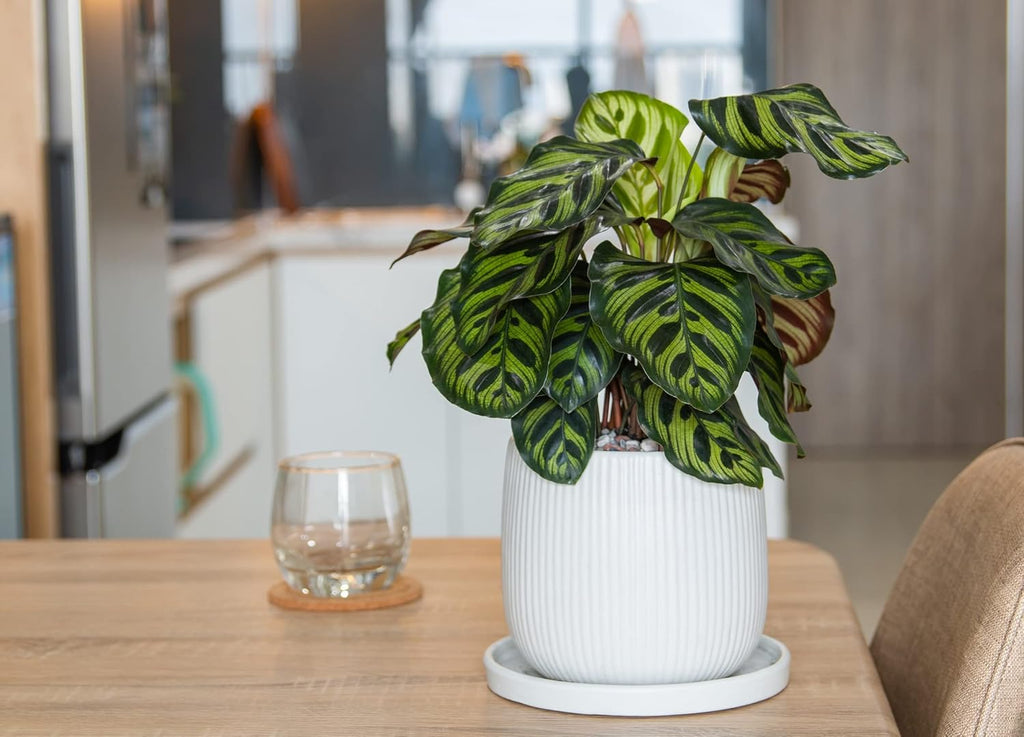 Calathea makoyana Live Houseplant in 4 inch Pot E294942