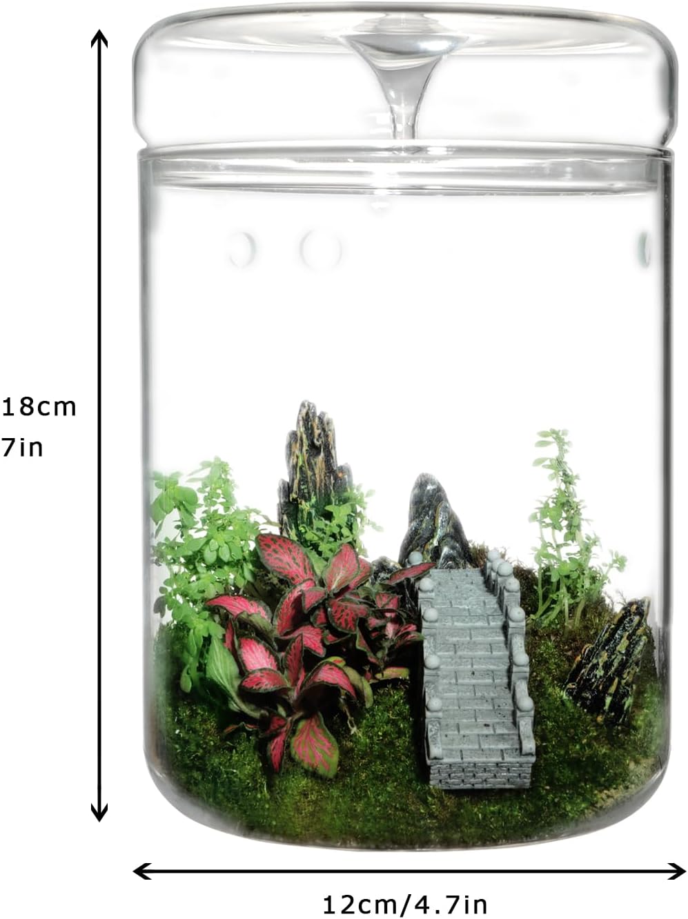 Glass Plant Terrarium – 4.7 x 7 in Small Glass Planter with Lid G8801