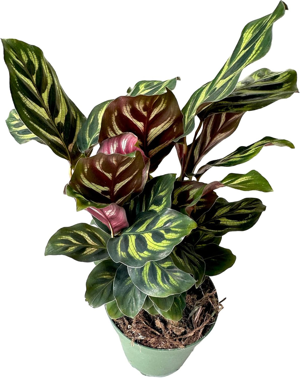 Calathea makoyana Live Houseplant in 4 inch Pot E294942