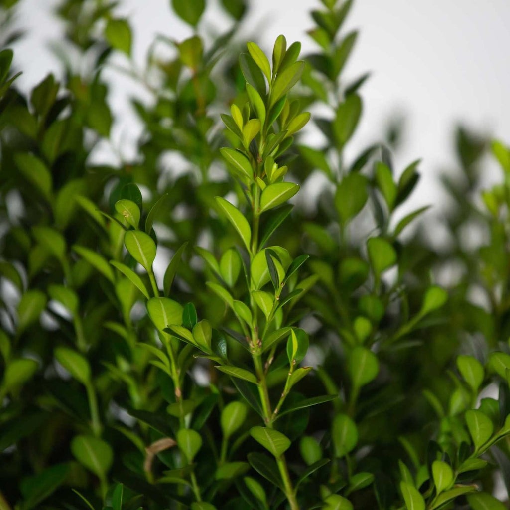 2.5 Quart Evergreen Shrub G9226
