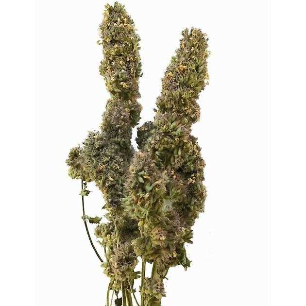 Catnip Buds 4 OZ Bag F550