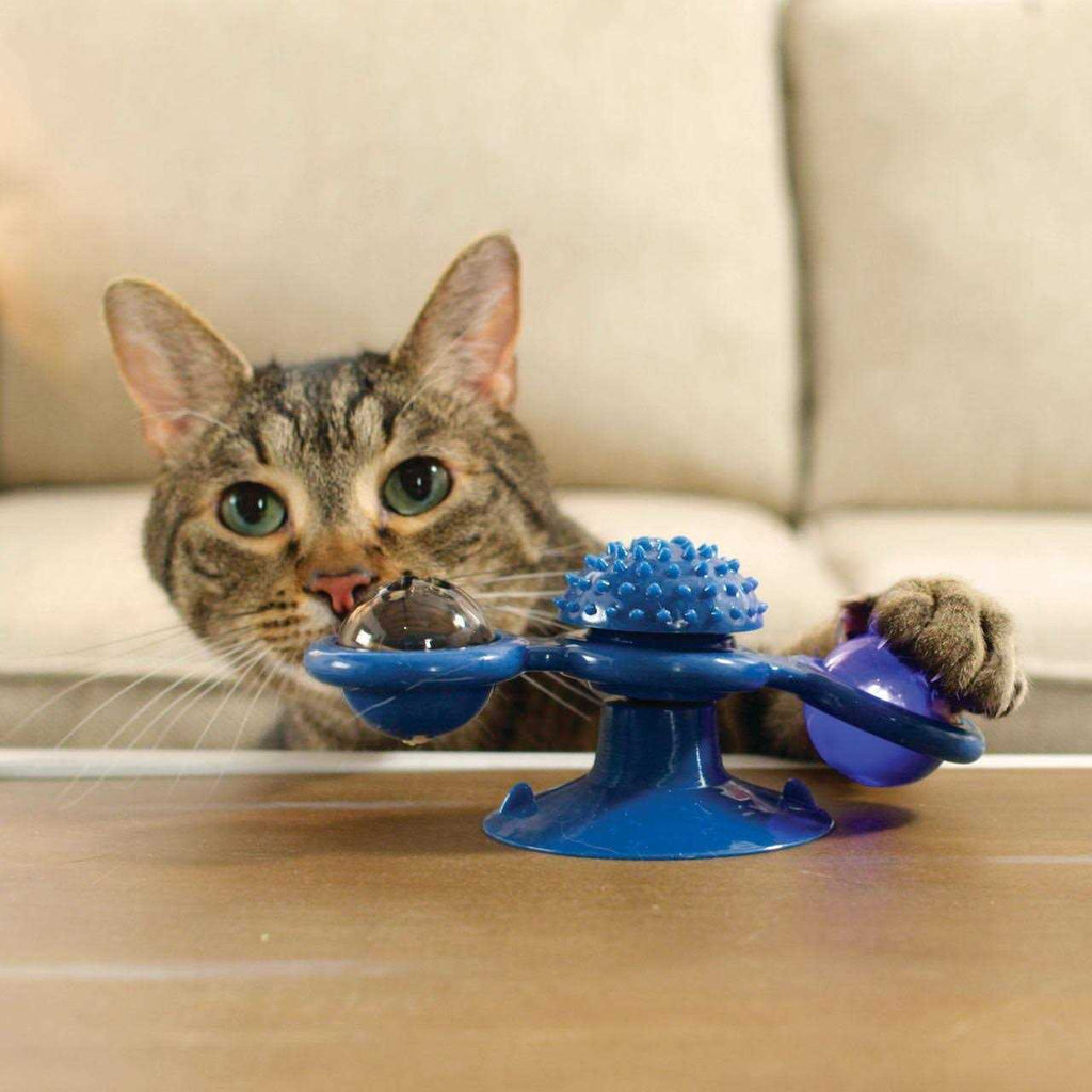 Spinner Toy & Grooming Brush V254