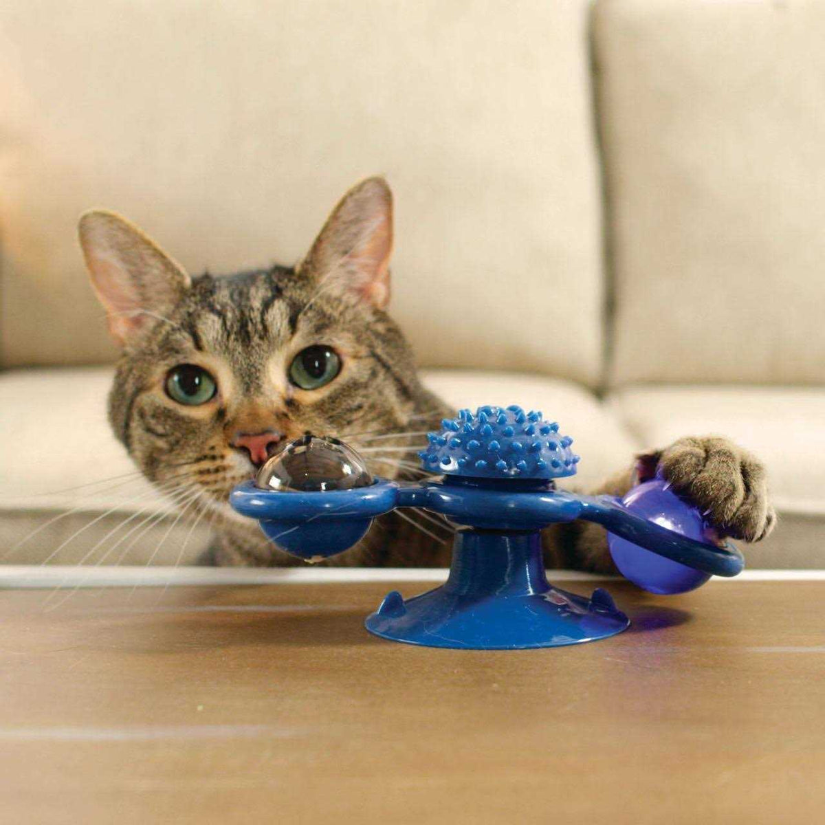 Spinner Toy & Grooming Brush V254